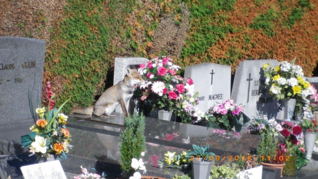 1_Le_renard_paisible