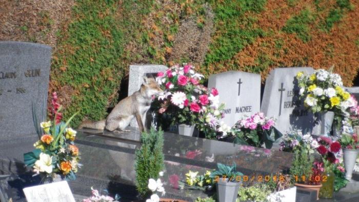 1_Le_renard_paisible